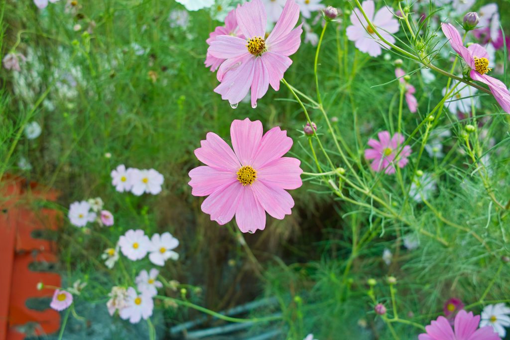SDIM0792
