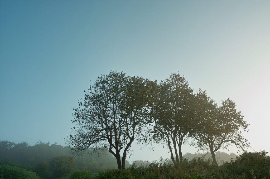 SDIM0797