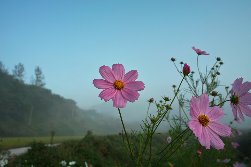 SDIM0813
