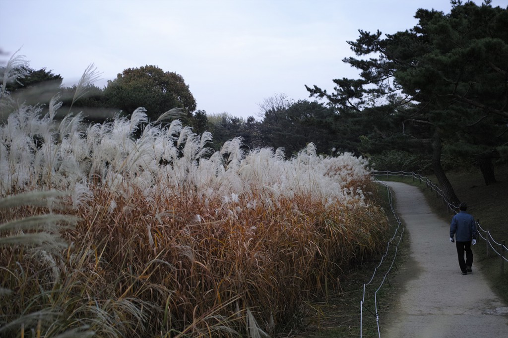DP2M0559