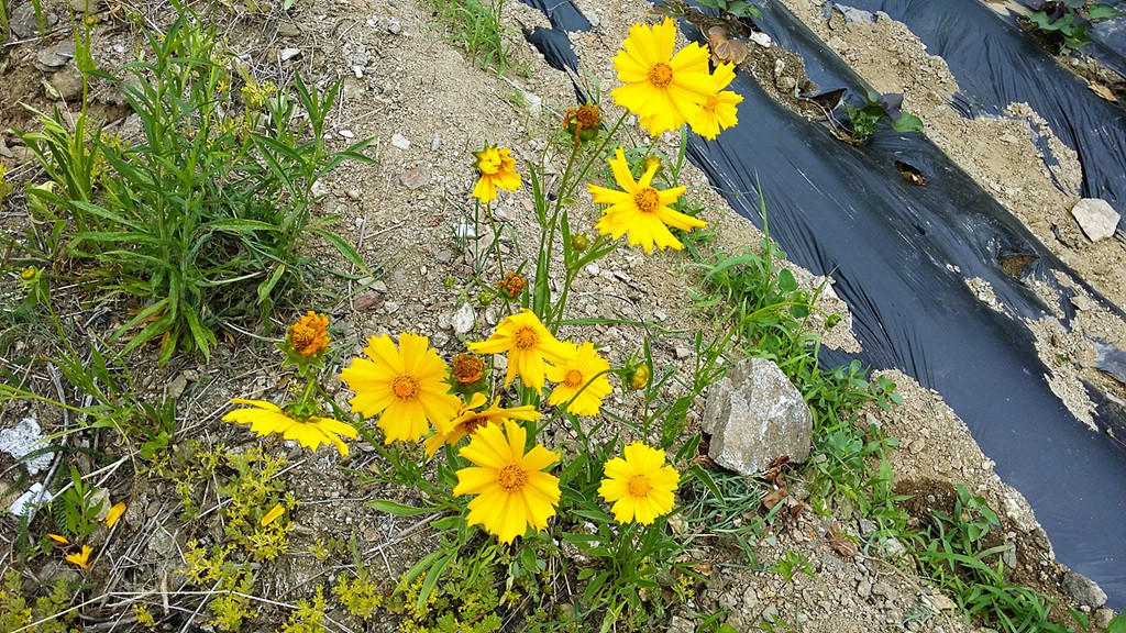2015-06-07 09.56.18