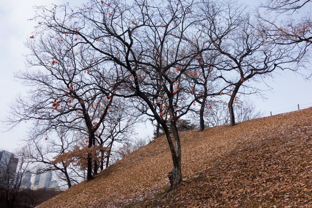 DSC05908