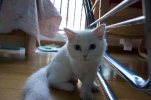 dsc08299