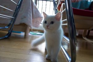 dsc08300