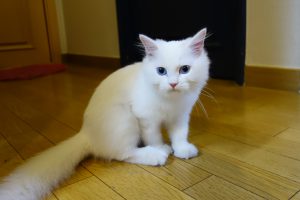 dsc08367