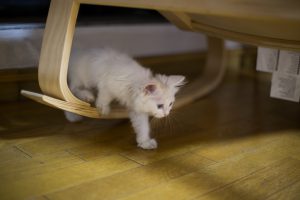 img_9261