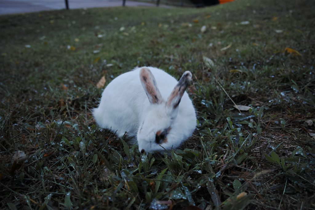   SIGMA dp1 Quattro   f/2.8 1/30sec ISO-200 19mm Auto