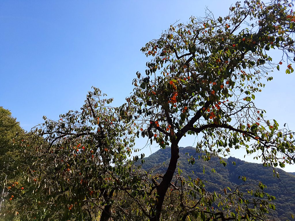  SM-G930S f/1.7 1/2200sec ISO-50 4.2mm 