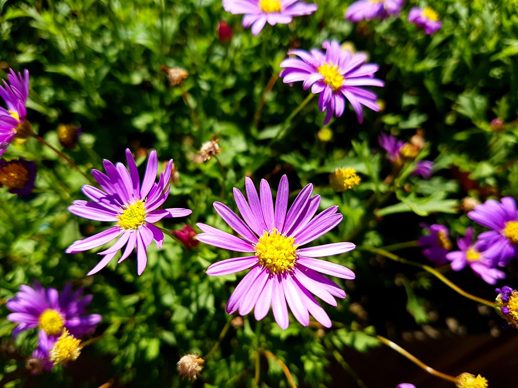  SM-G930S f/1.7 1/1900sec ISO-50 4.2mm 
