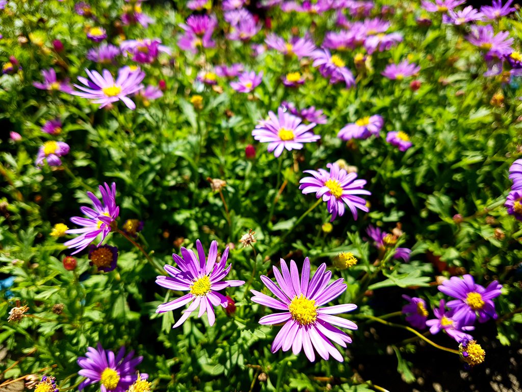  SM-G930S f/1.7 1/1700sec ISO-50 4.2mm 