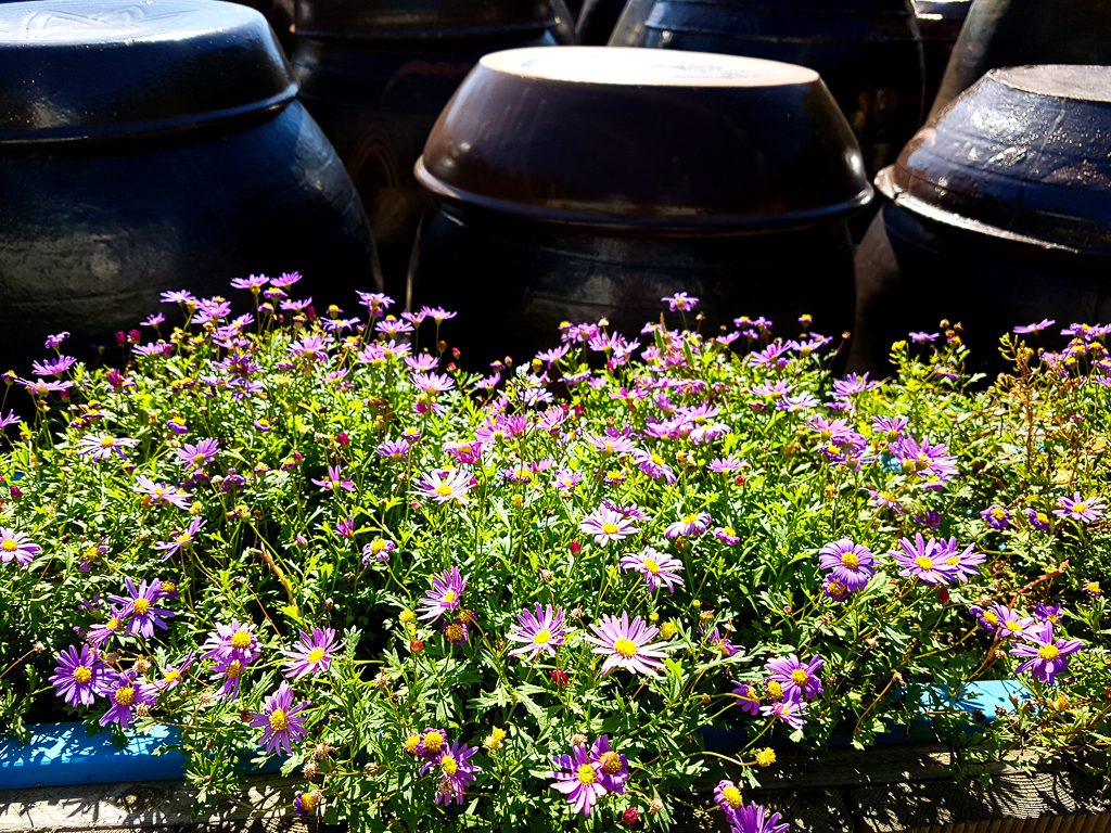  SM-G930S f/1.7 1/1250sec ISO-50 4.2mm 